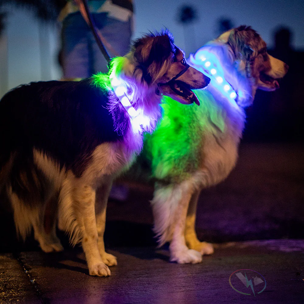 Luminoid LED Dog Collar - Bluetooth - App Control - Glowy Zoey