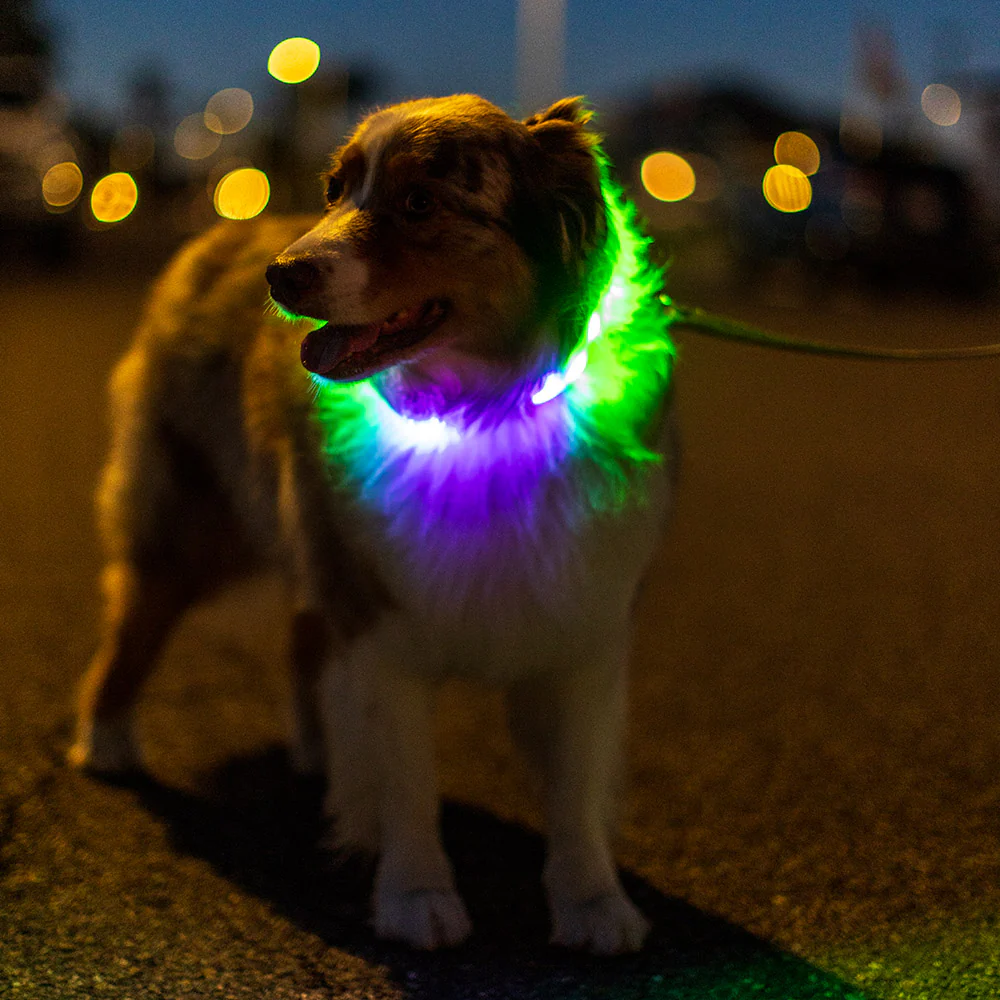 Luminoid LED Dog Collar - Bluetooth - App Control - Glowy Zoey